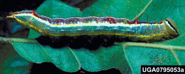 Variable Oakleaf Caterpillar